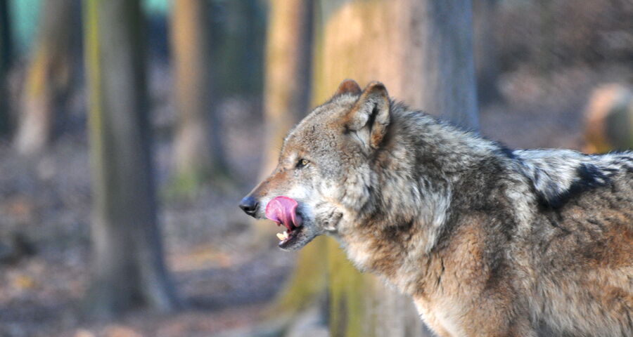 Wolf leckt sich mit der Zunge über das Maul