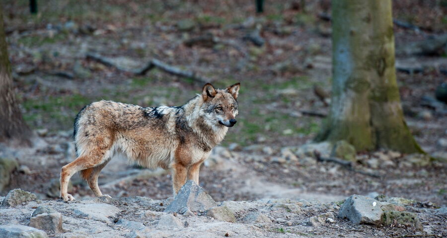 Ein Wolf im Wildpark Küll steht beobachtend zwischen den Bäumen
