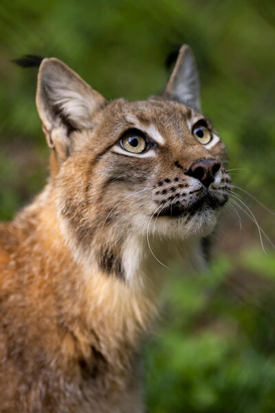 Luchs im Wildpark Knüll