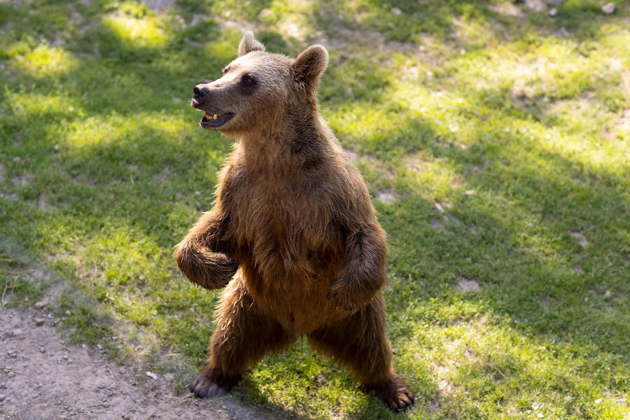 Braunbär steht auf Hinterläufen