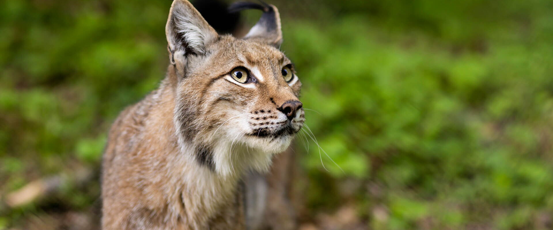 Luchs im Wildpark Knüll, schaut interessiert und wachsam.