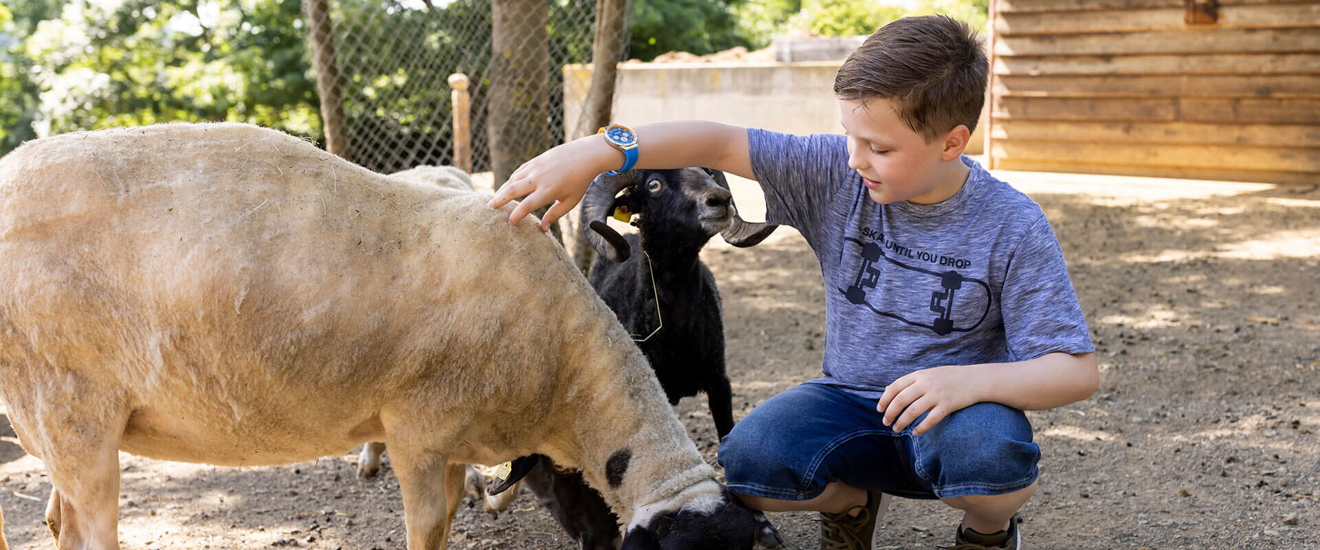 Ein Junge streichelt ein Schaf im Streichelzoo-Bereich.