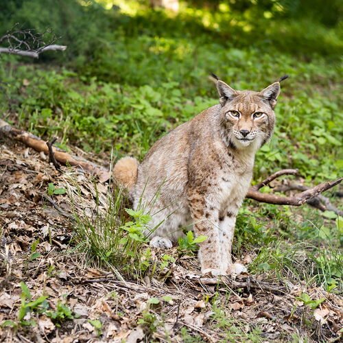 Luchs
