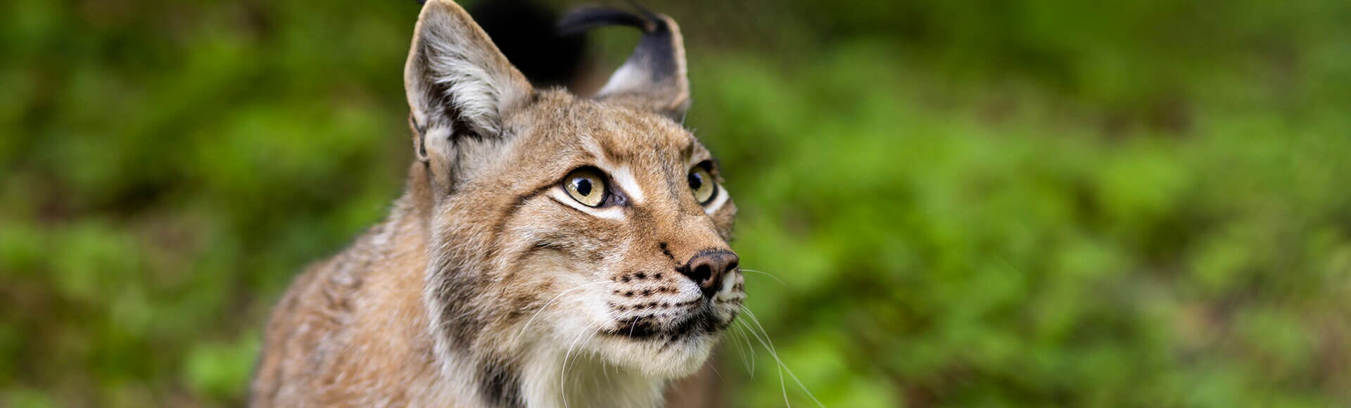 Luchs im Wildpark Knüll, schaut interessiert und wachsam.