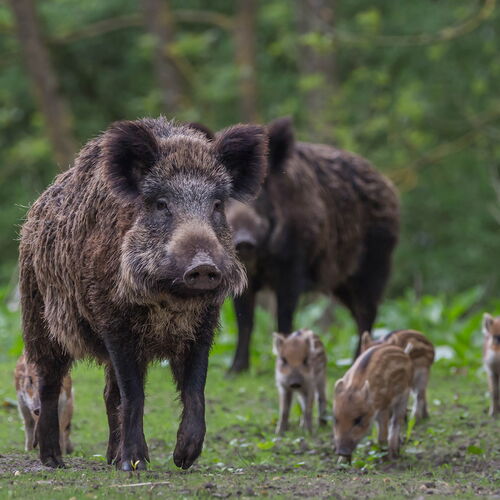 Wildschwein