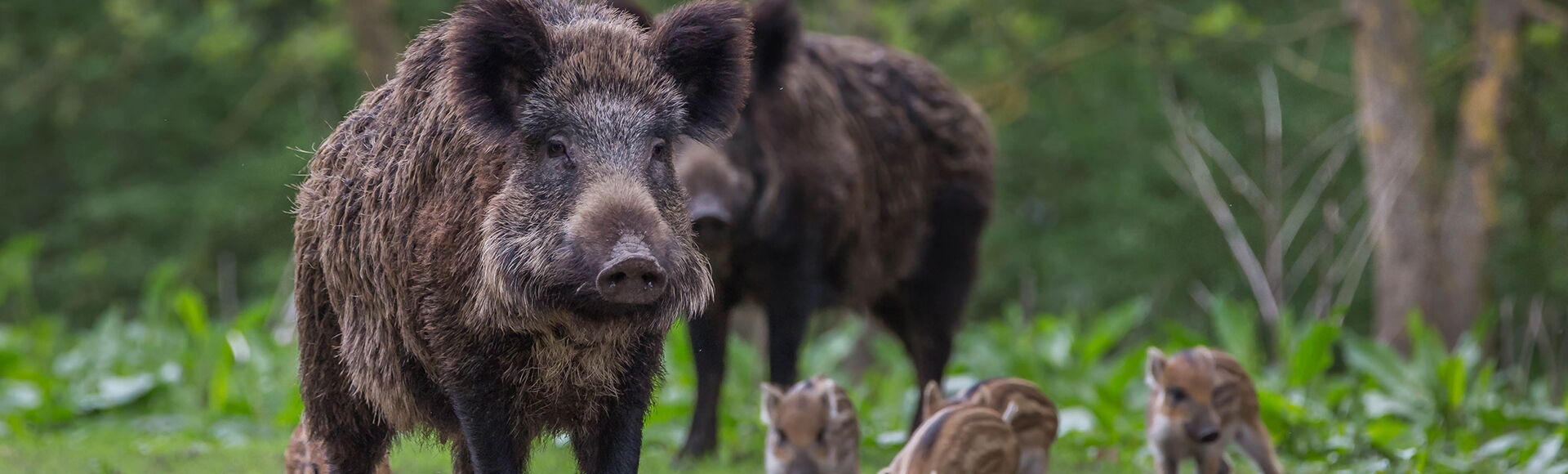 Wildschwein-Familie