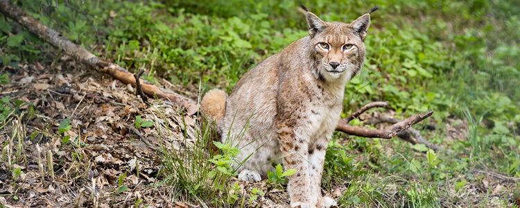 Eurasischer Luchs, Nordluchs