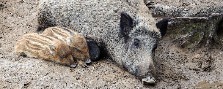 Wildschwein