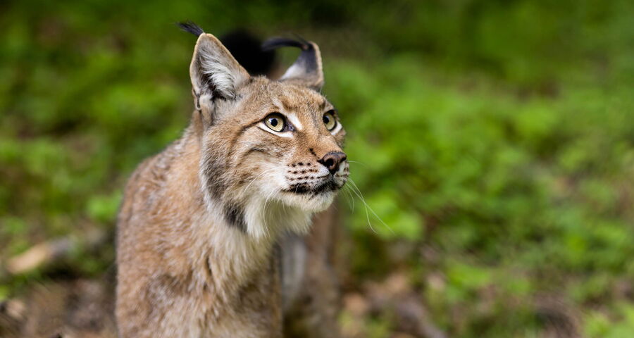 Luchs im Wildpark Knüll, schaut interessiert und wachsam.