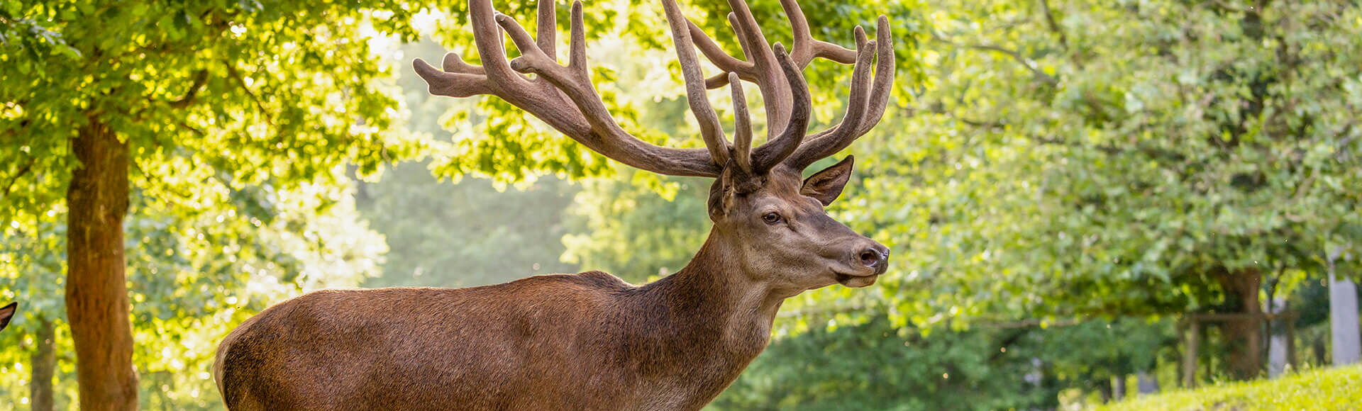 Ein stattlicher Hirsch mit großem Geweih steht im Sonnenlicht auf einer Waldlichtung im Wildpark Knüll