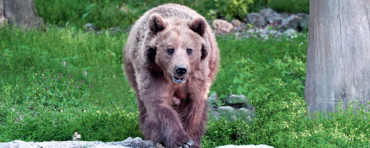 Europäischer Braunbär