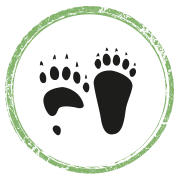 Europäischer Braunbär