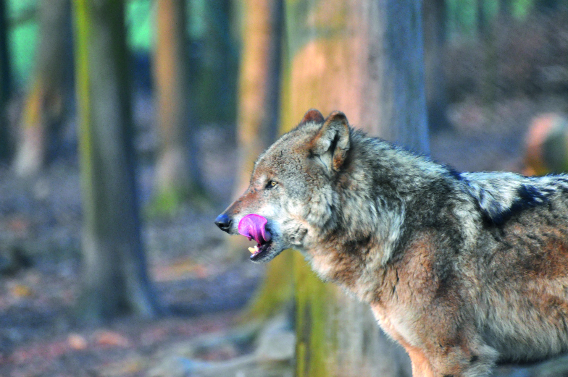 Wolf leckt sich mit der Zunge über das Maul