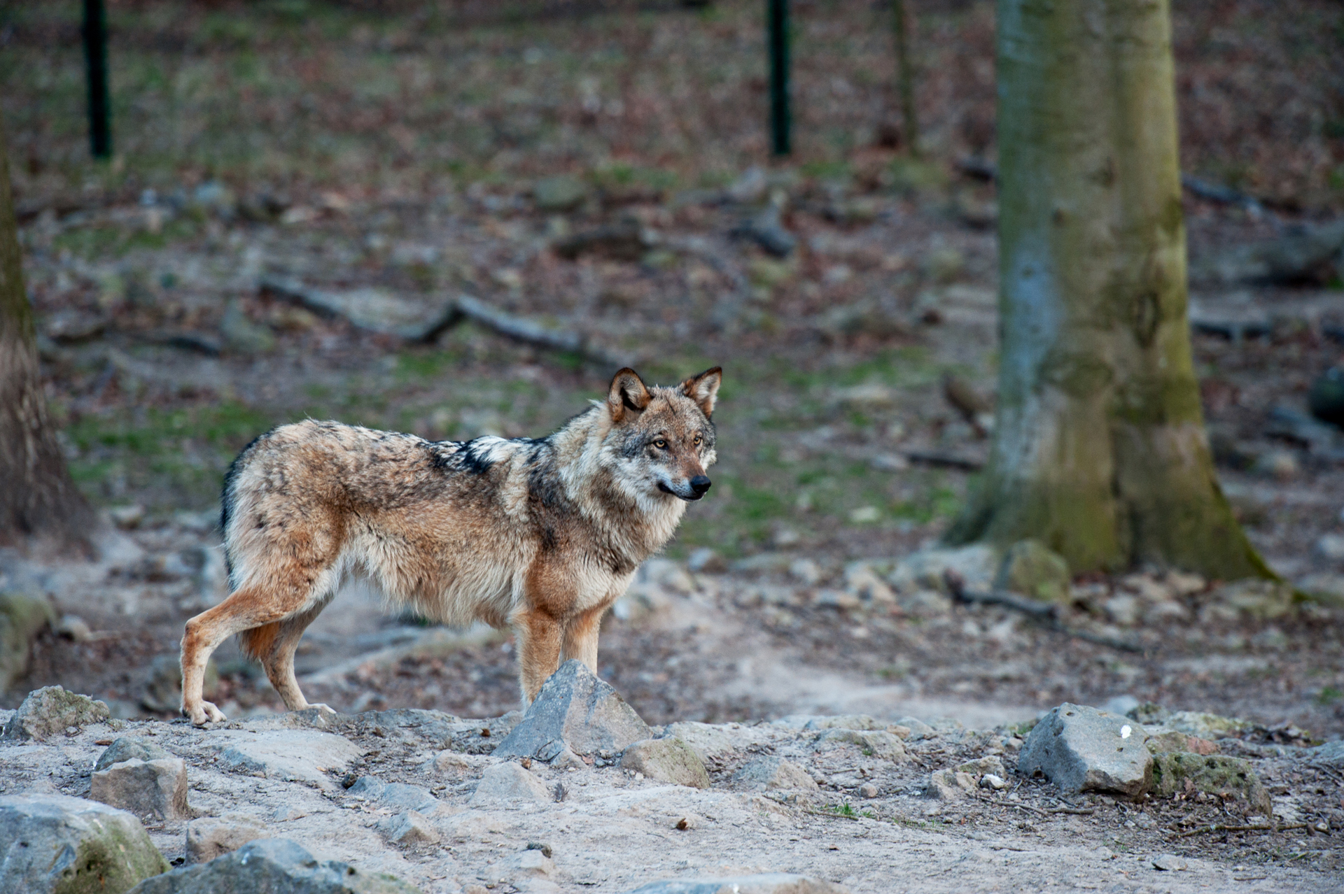 Ein Wolf im Wildpark Küll steht beobachtend zwischen den Bäumen